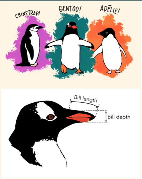 Penguin dataset description